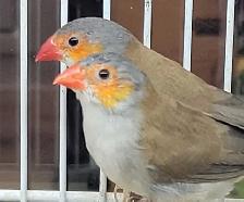 orange cheek wax Bill finches - Photo 2