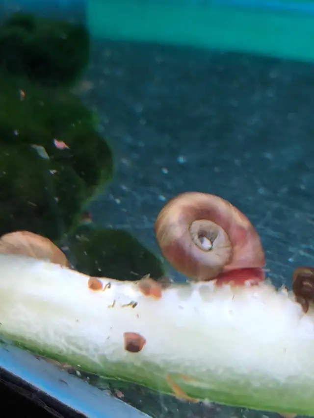 escargots d’aquarium poissons et plantes