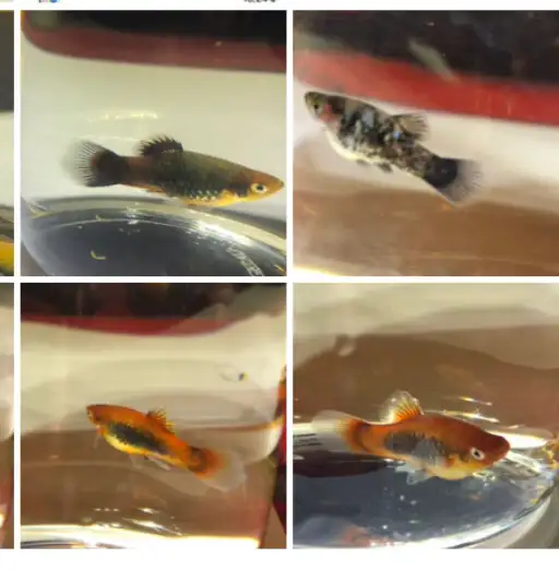 escargots d’aquarium poissons et plantes - Photo 2