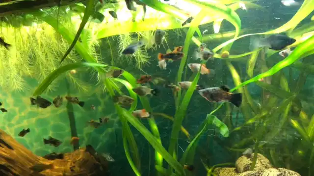 escargots d’aquarium poissons et plantes - Photo 3