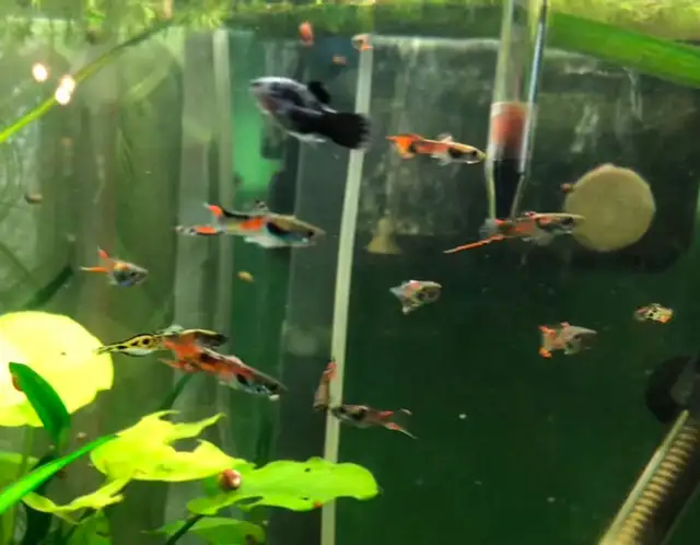 escargots d’aquarium poissons et plantes - Photo 4