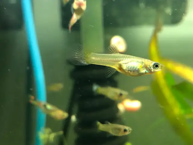 escargots d’aquarium poissons et plantes - Photo 6