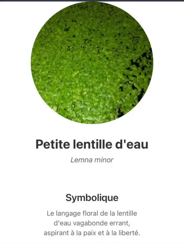 escargots d’aquarium poissons et plantes - Photo 7