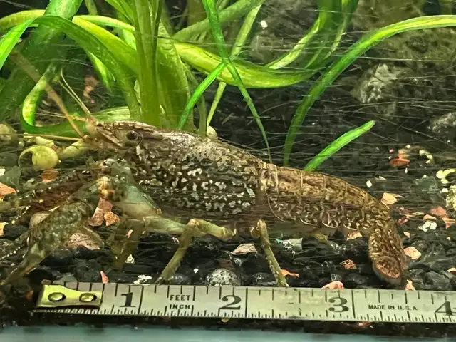 escargots d’aquarium poissons et plantes - Photo 8