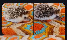♥♥♥Young adult hedgehogs available Haley or Mason. Text to reply