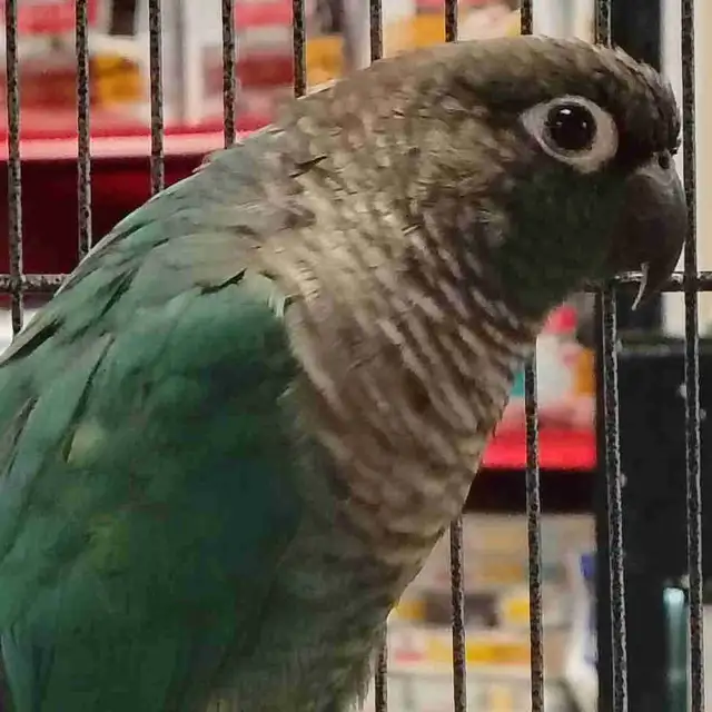 turquoise conure