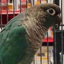 turquoise conure