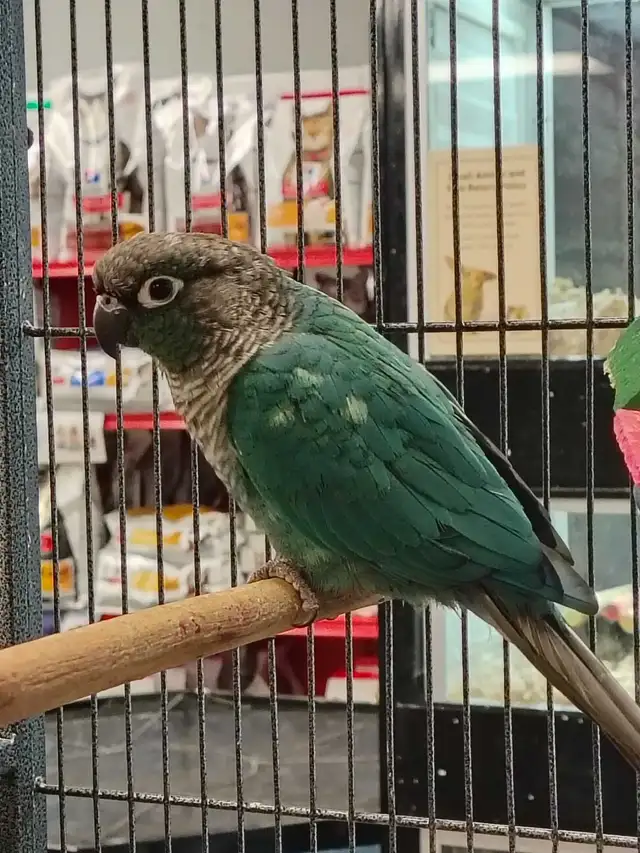 turquoise conure - Photo 2