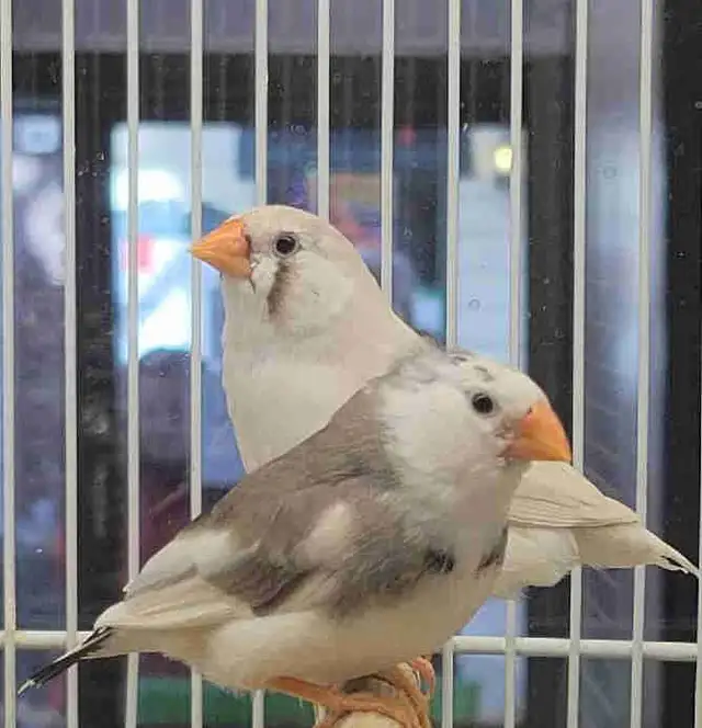 zebra finches