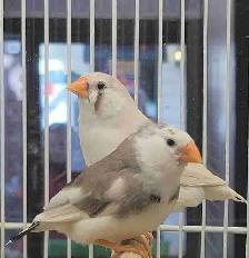 zebra finches