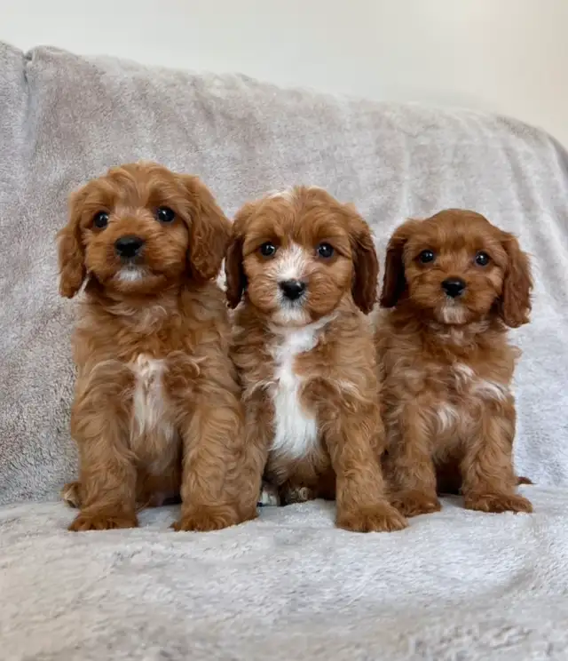 Mini cavapoo puppies ( cavalier King Charles x toy poodle)