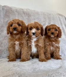 Mini cavapoo puppies ( cavalier King Charles x toy poodle)