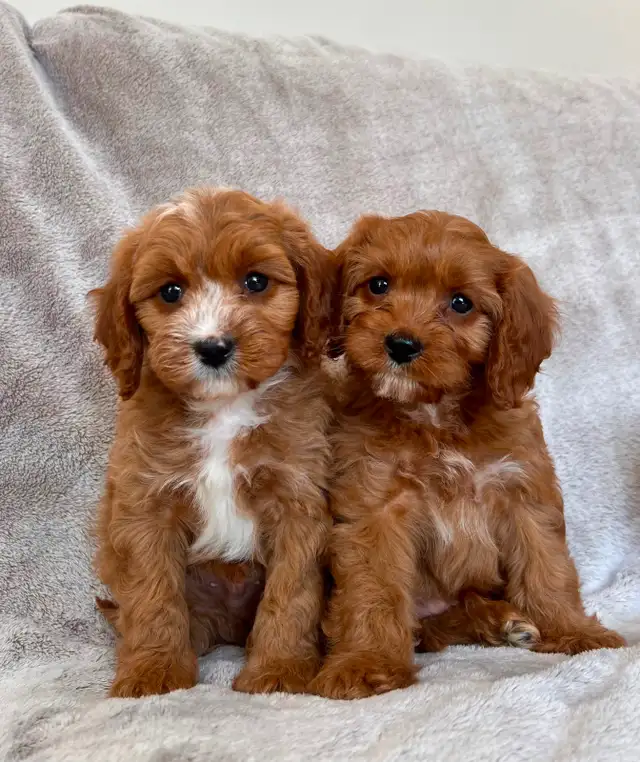Mini cavapoo puppies ( cavalier King Charles x toy poodle) - Photo 2