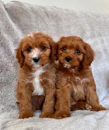 Mini cavapoo puppies ( cavalier King Charles x toy poodle) - Photo 2