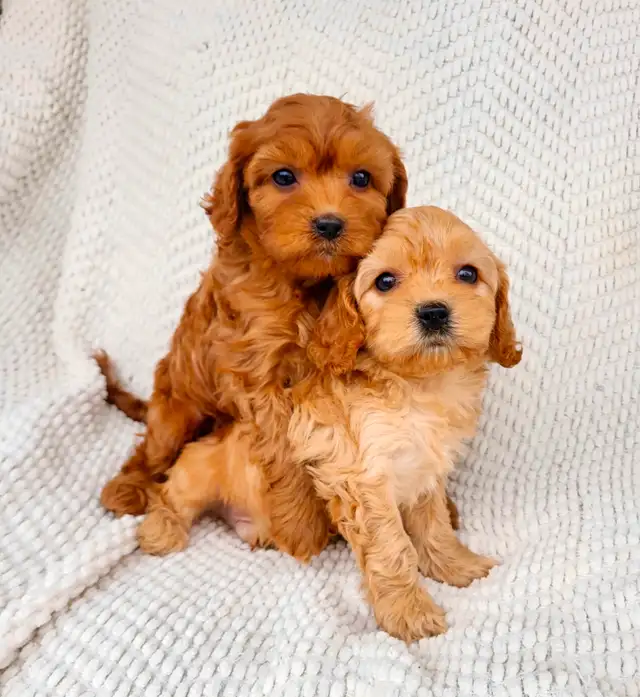Mini cavapoo puppies ( cavalier King Charles x toy poodle) - Photo 3