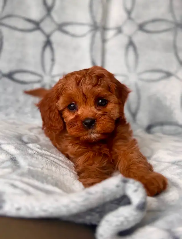 Mini cavapoo puppies ( cavalier King Charles x toy poodle) - Photo 4