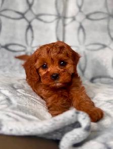 Mini cavapoo puppies ( cavalier King Charles x toy poodle) - Photo 4