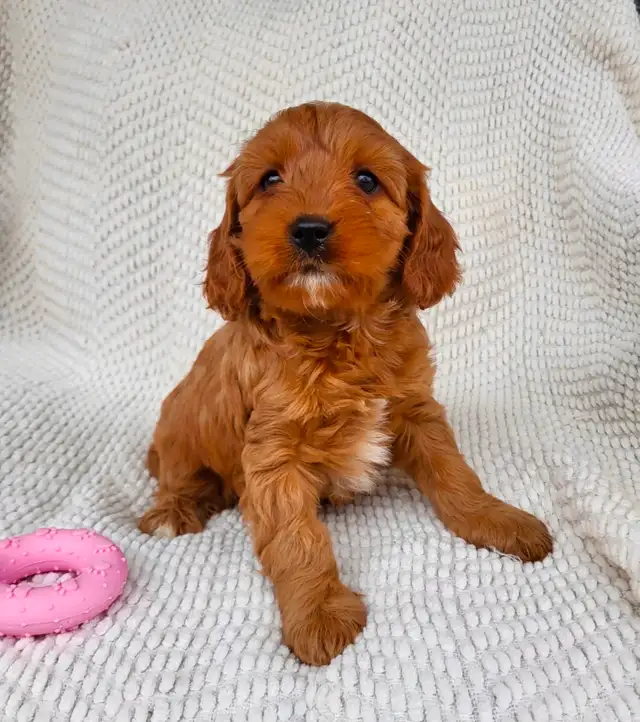 Mini cavapoo puppies ( cavalier King Charles x toy poodle) - Photo 5