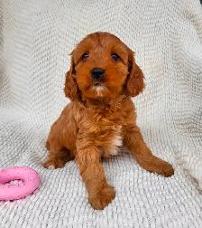 Mini cavapoo puppies ( cavalier King Charles x toy poodle) - Photo 5