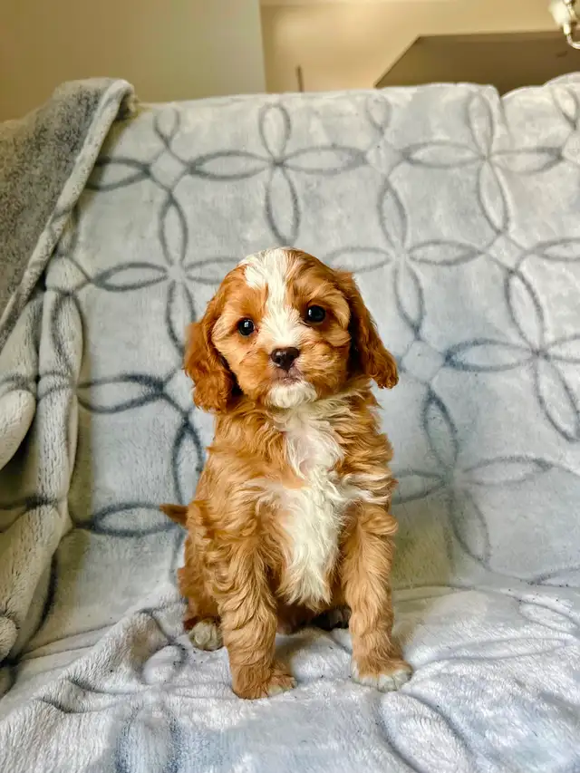 Mini cavapoo puppies ( cavalier King Charles x toy poodle) - Photo 6