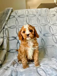 Mini cavapoo puppies ( cavalier King Charles x toy poodle) - Photo 6