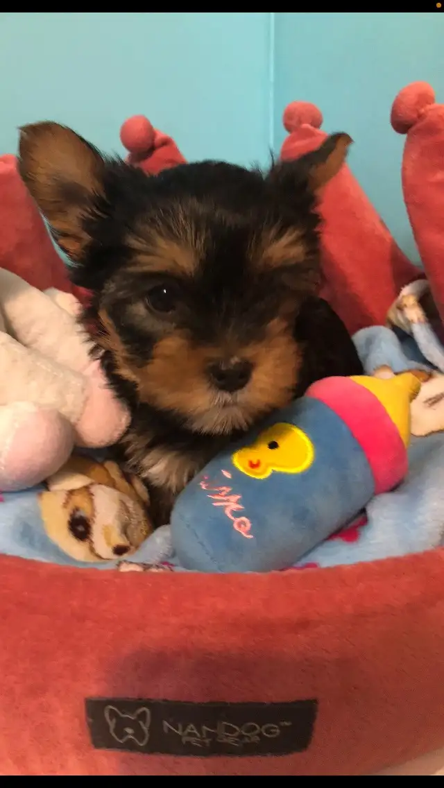 Yorkshire Terrier Pups Purebred RTG $2500