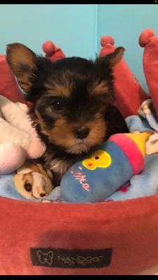 Yorkshire Terrier Pups Purebred RTG $2500