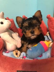 Yorkshire Terrier Pups Purebred RTG $2500 - Photo 2