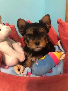 Yorkshire Terrier Pups Purebred RTG $2500 - Photo 3