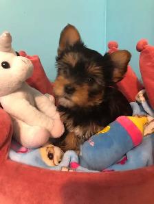Yorkshire Terrier Pups Purebred RTG $2500 - Photo 4