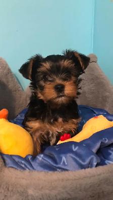 Yorkshire Terrier Pups Purebred RTG $2500 - Photo 5