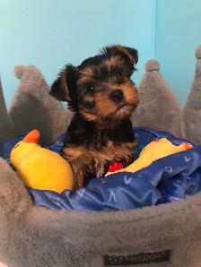 Yorkshire Terrier Pups Purebred RTG $2500 - Photo 6