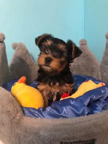 Yorkshire Terrier Pups Purebred RTG $2500 - Photo 7