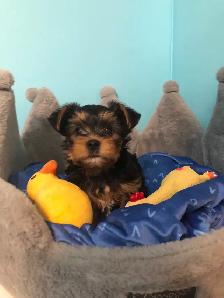 Yorkshire Terrier Pups Purebred RTG $2500 - Photo 8
