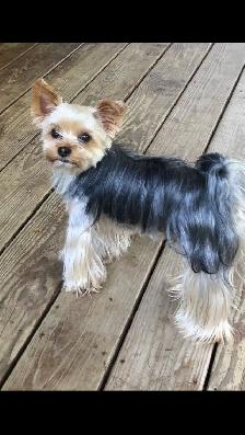 Yorkshire Terrier Pups Purebred RTG $2500 - Photo 10