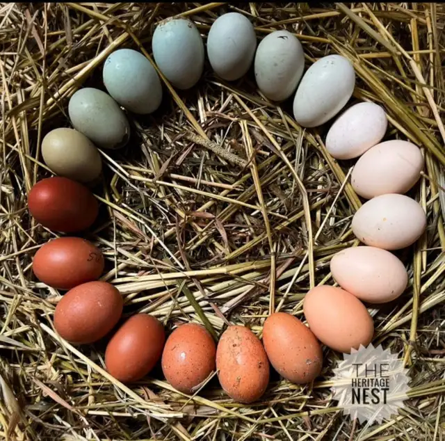 HERITAGE BREED CHICKENS