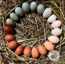 HERITAGE BREED CHICKENS