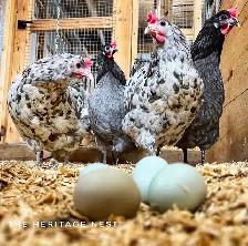 SILVERUDD ISBAR CHICKS