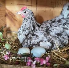 SILVERUDD ISBAR CHICKS - Photo 2