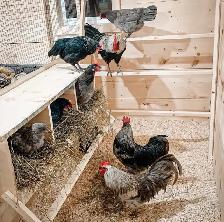 SILVERUDD ISBAR CHICKS - Photo 3