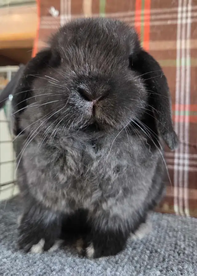 9 week old holland lop doe