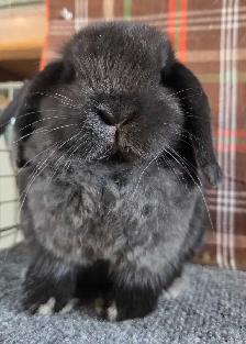 9 week old holland lop doe