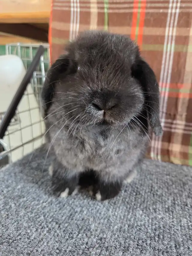 9 week old holland lop doe - Photo 2