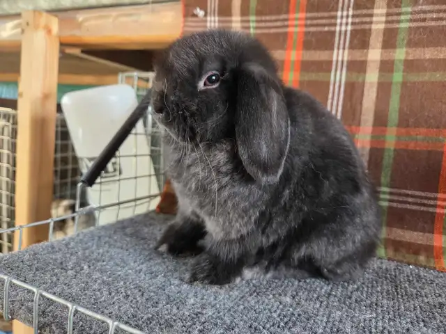 9 week old holland lop doe - Photo 3
