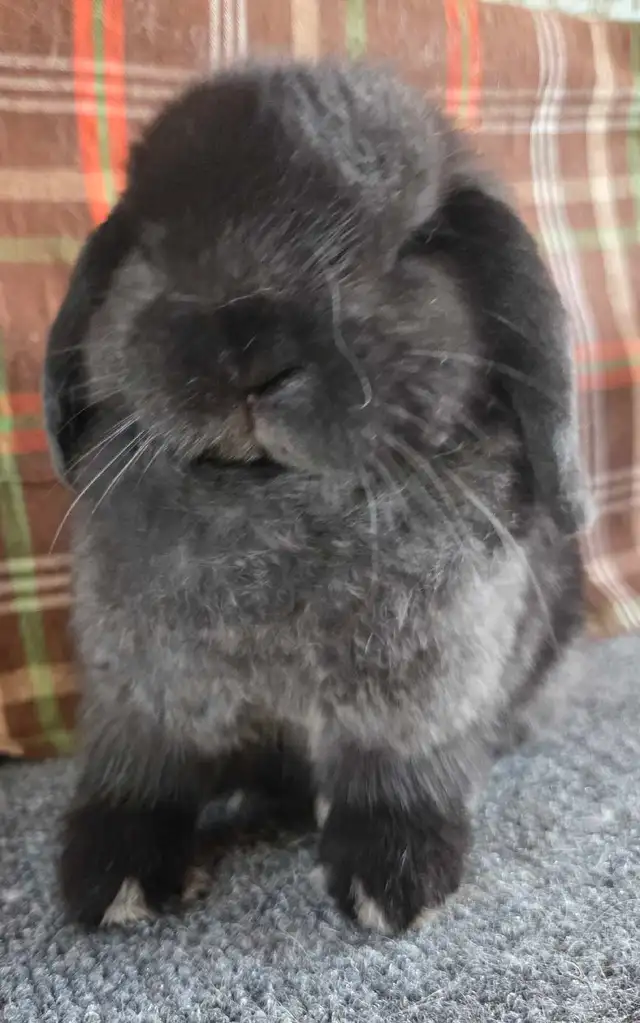 9 week old holland lop doe - Photo 4