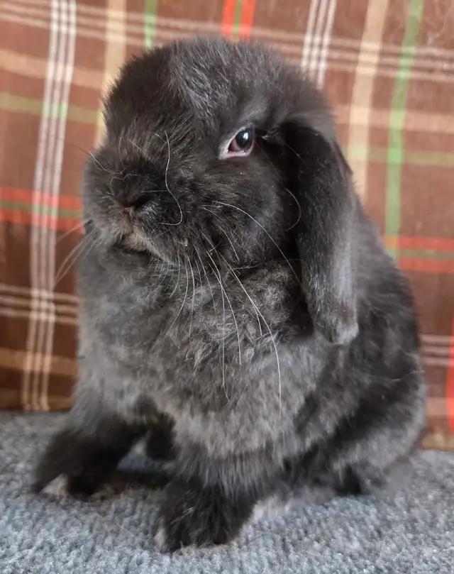 9 week old holland lop doe - Photo 5