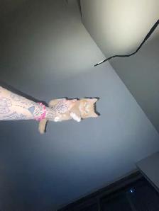 Cute Orange Ragdoll Mix Male Kitten – Ready Now