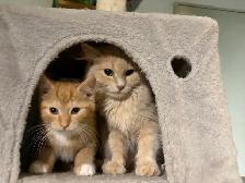 Cute Orange Ragdoll Mix Male Kitten – Ready Now - Photo 2