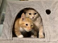 Cute Orange Ragdoll Mix Male Kitten – Ready Now - Photo 3