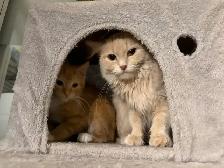 Cute Orange Ragdoll Mix Male Kitten – Ready Now - Photo 4